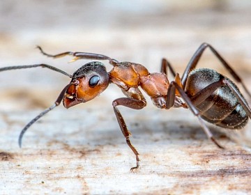 Les Fourmis